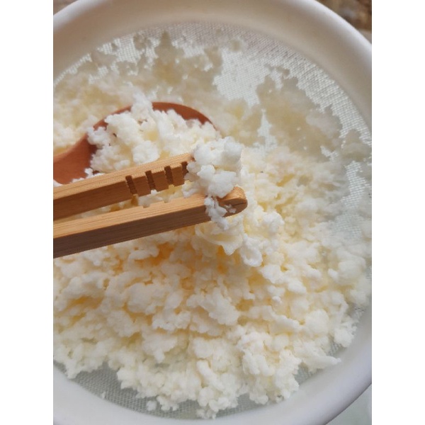 Nấm làm sữa chua kefir milk