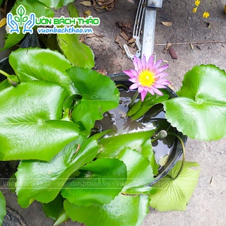 Bụi CÂY HOA SÚNG (chỉ giao hỏa tốc)