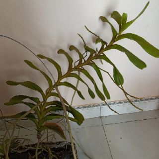 Hoa Lan rừng nhiều loại