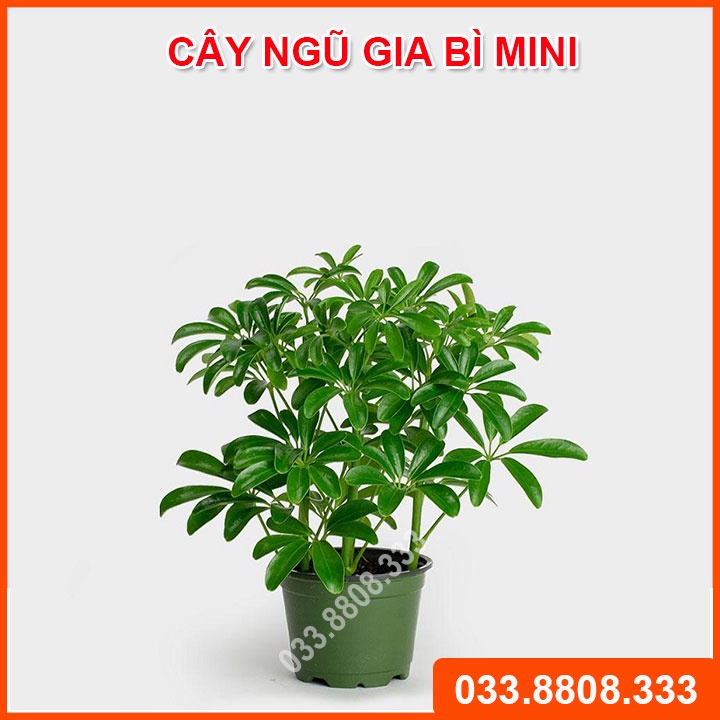 Cây Ngũ Gia Bì Để Bàn ( Chậu Nhựa) - Cây phong thủy tăng Tài Lộc, Đuổi Muỗi Hiệu Quả