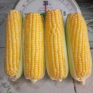 Hạt Giống Bắp Ngọt (Bắp Mỹ)