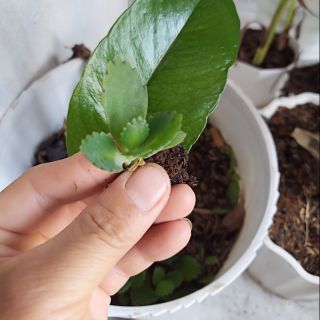 Cây sống đời thái giống mới