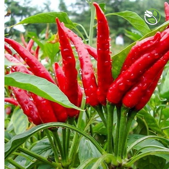 Hạt Giống Ớt Chỉ Thiên Siêu Cay F1 PN-168 Phú Nông - Gói 0.1g - Hot Pepper