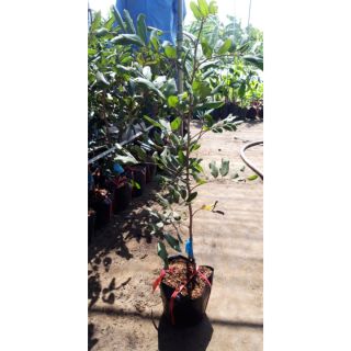 Nhãn xuồng đỏ.