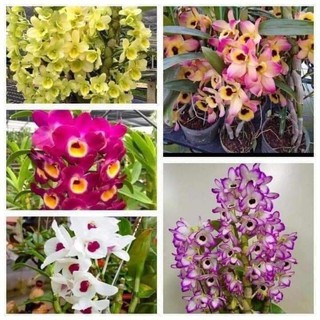 Lan denro xuân sắp nụ đủ màu