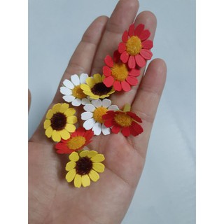 combo 50 đầu cúc tana