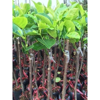 Cây Mít Thái Siêu Sớm