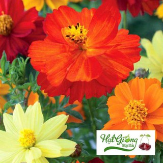 100 hạt giống cúc sao nháy màu cam LINH NGOC