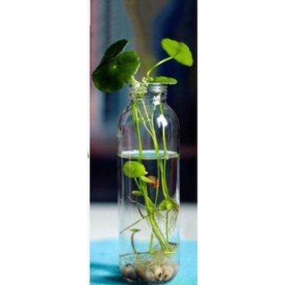 Cỏ đồng tiền rễ trần