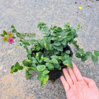 Cây Thằn Lằn Leo Tường