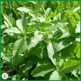 Hạt giống Rau quế Thái - Sakon TN 33