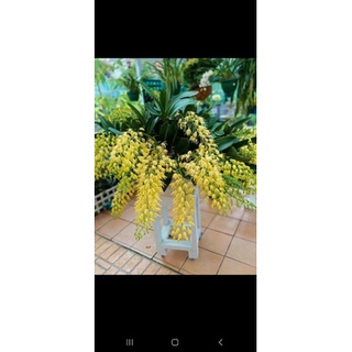 Hoàng hậu bọ cạp.