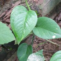 Combo 8 cây trầu bà giống