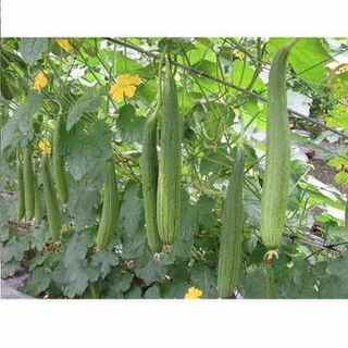 Hạt Giống Mướp Hương Thái Lan - 10 hạt