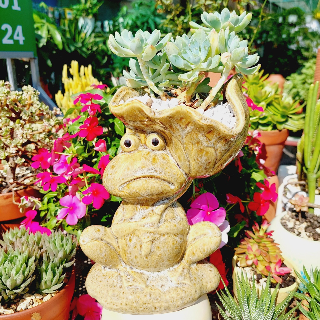 Chậu men, Chậu sen đá - Chú ếch vác lá sen, miệng chậu 11cm, chiều cao 21cm