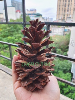 Cây thông trang trí noel