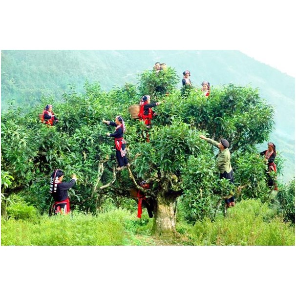 Chè Shan tuyết - Hà Giang 500g | BigBuy360 - bigbuy360.vn