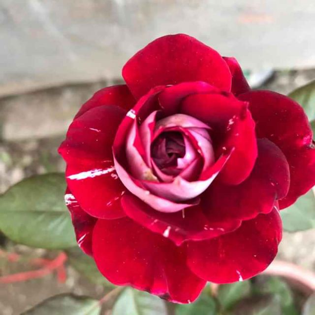 Cây hoa hồng Julio - Hoa màu đỏ sọc đẹp, cây hoa hồng ngoại có bầu rễ khỏe, cây trồng nhanh ra hoa, cây hoa trang trí
