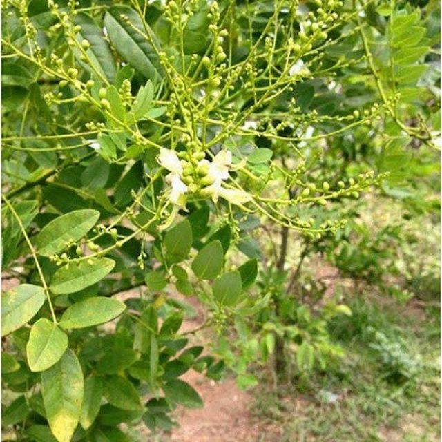COMBO 2 CÂY HOA HÒE NẾP