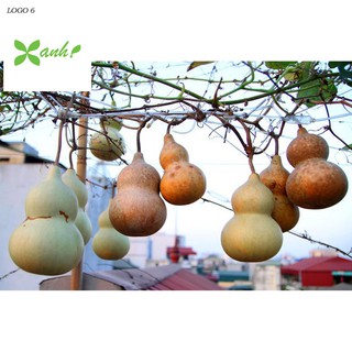 Hạt giống Bầu hồ lô (lớn, tí hon)