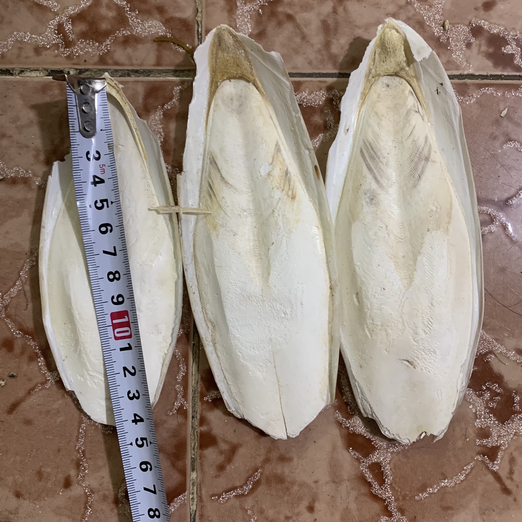 Nan mực cho chim
