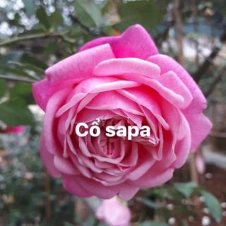 Combo 5 Cây hoa hồng cổ sapa