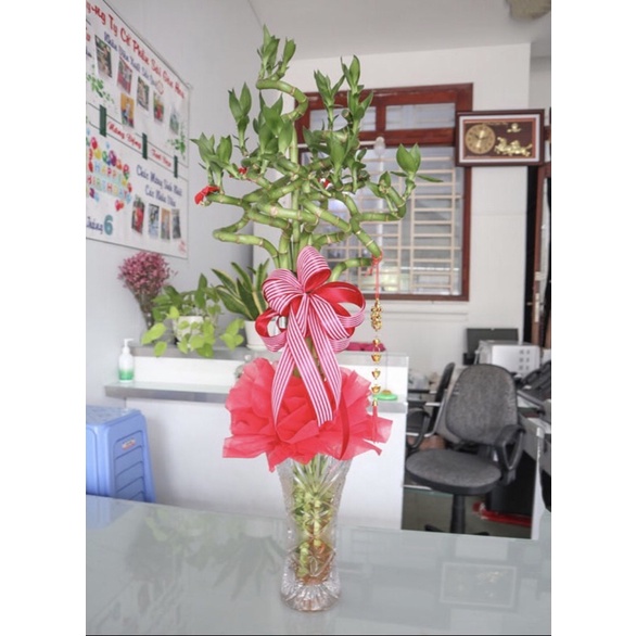 10 Cây phát tài xoắn