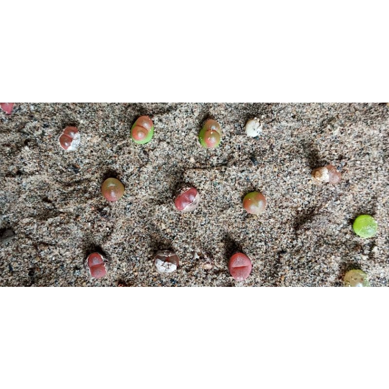 Tổng hợp các loại conophytum