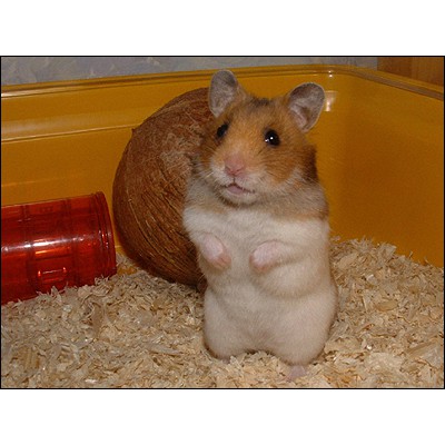 Lót chuồng hamster mùn cưa thơm