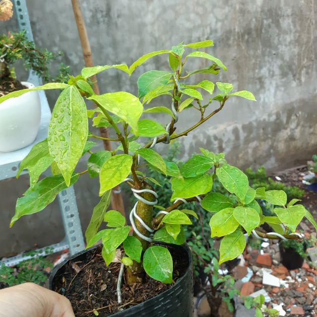 Cây sung bonsai SIÊU TRÁI