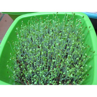 Rau Mầm Củ Cải Trắng 100 gr