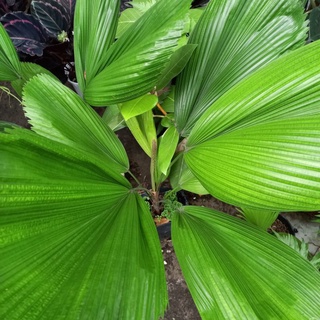 Cây kè nhật