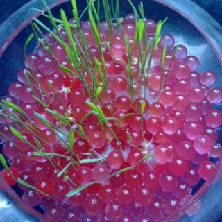 Hạt nở 10k/3bịch(100viên/1bịch)