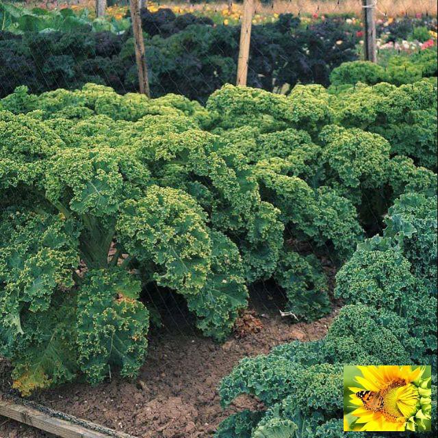 Hạt giống Cải Xoăn Xanh 0,5gram khoảng 10 hạt Hạt Giống Rau cải xoăn xanh Kale 20 hạt