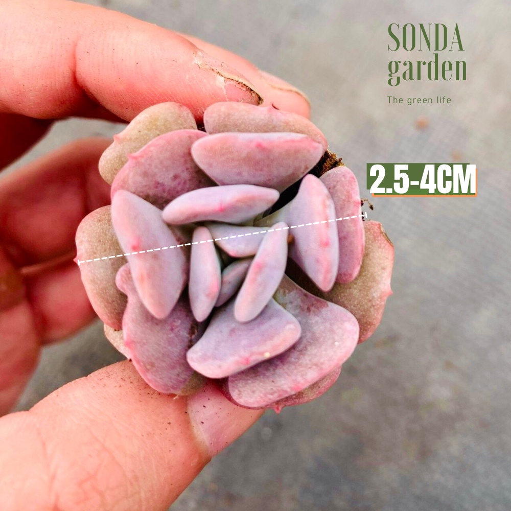 Sen đá cúc tím SONDA GARDEN size mini 2.5-4cm, xuất xứ Đà Lạt, khoẻ đẹp, lỗi 1 đổi 1