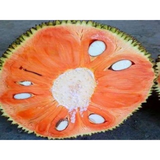 Cây giống Mít ruột đỏ sơ đỏ, mít đỏ sơ vàng indo