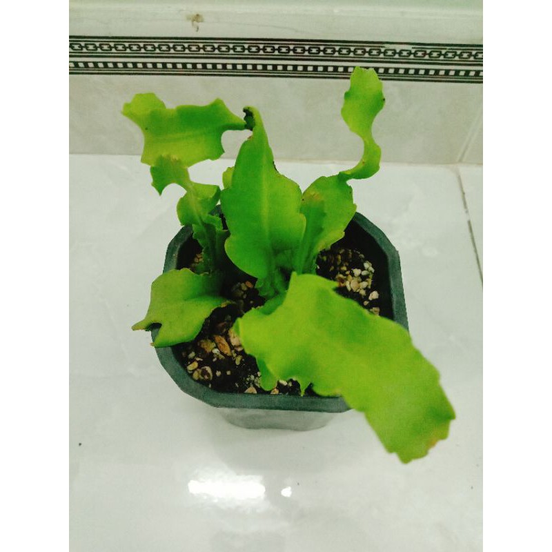Cây Quỳnh lá xoắn