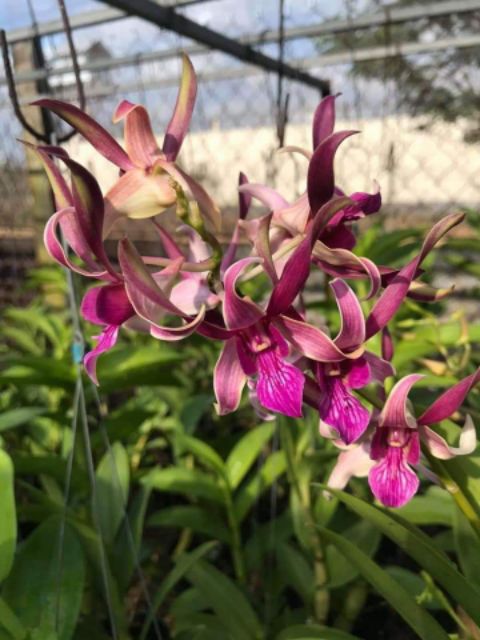 Denro nắng thỏ đỏ Kiên Giang