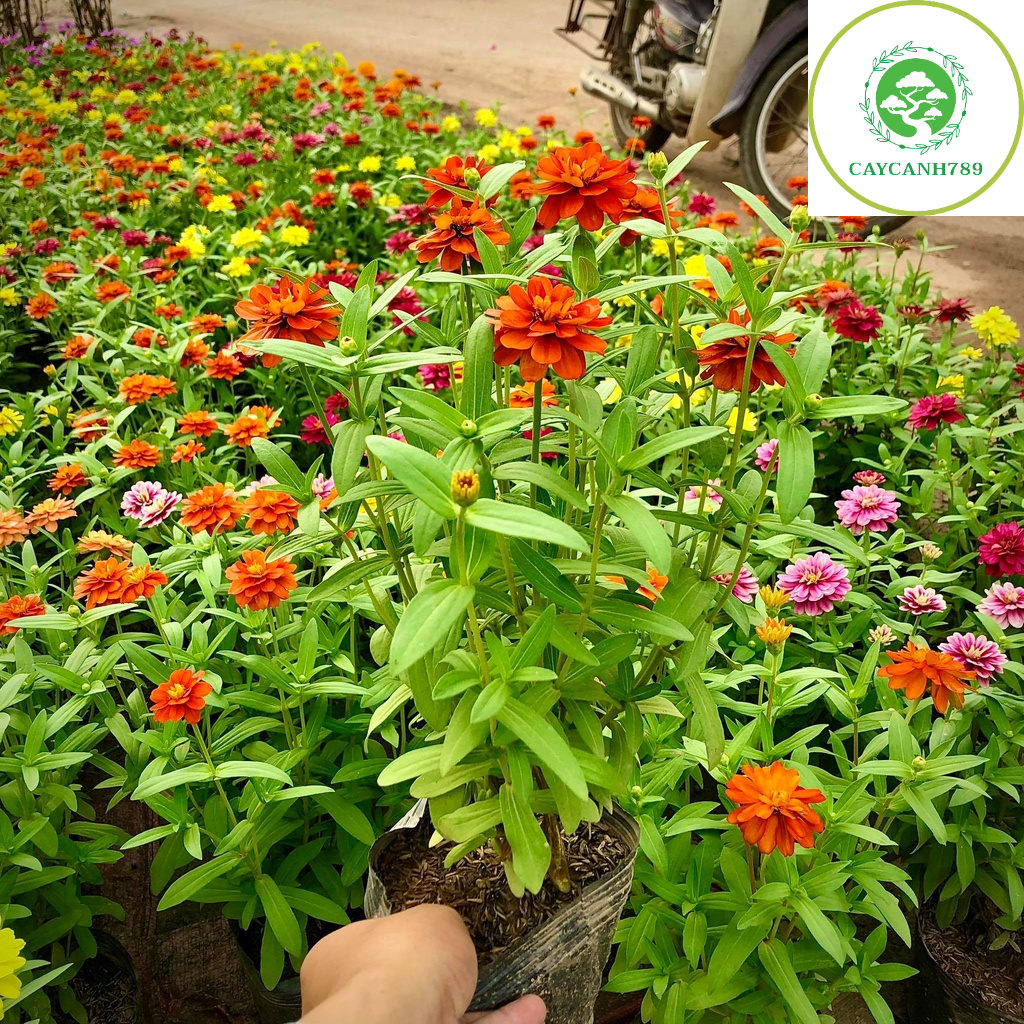 Cây cúc lá nhám kép hay Cây hoa cánh giấy, hoa duyên cúc, bách nhật, cúc zinnia (Ảnh thật)