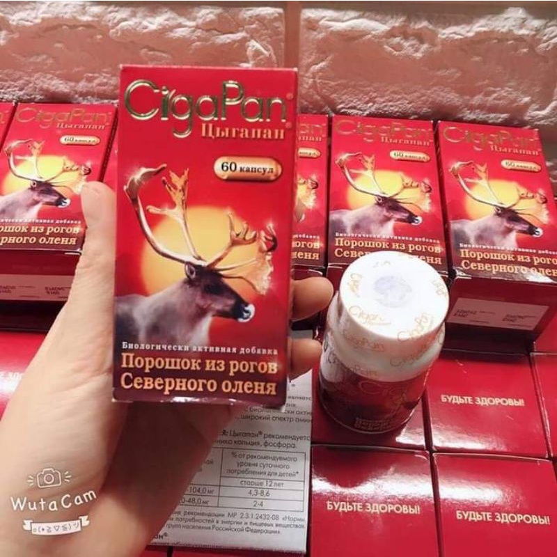 Hộp Nhung hươu CigaPan chính hãng của Nga tốt cho người mới ốm dậy