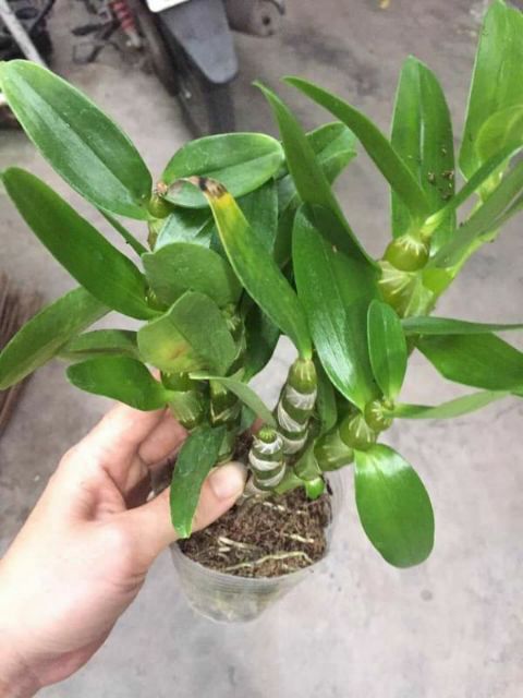 Dendro xuân hoa thơm