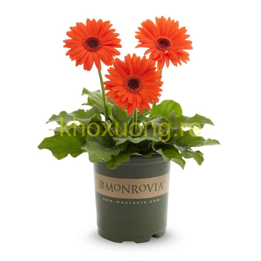 5 Bộ Chậu Nhựa MONROVIA Nhập Khẩu - Gallon Long Phụng ATP - Chậu Decor Trang Trí + Tặng Đĩa Lót (5Gallon)