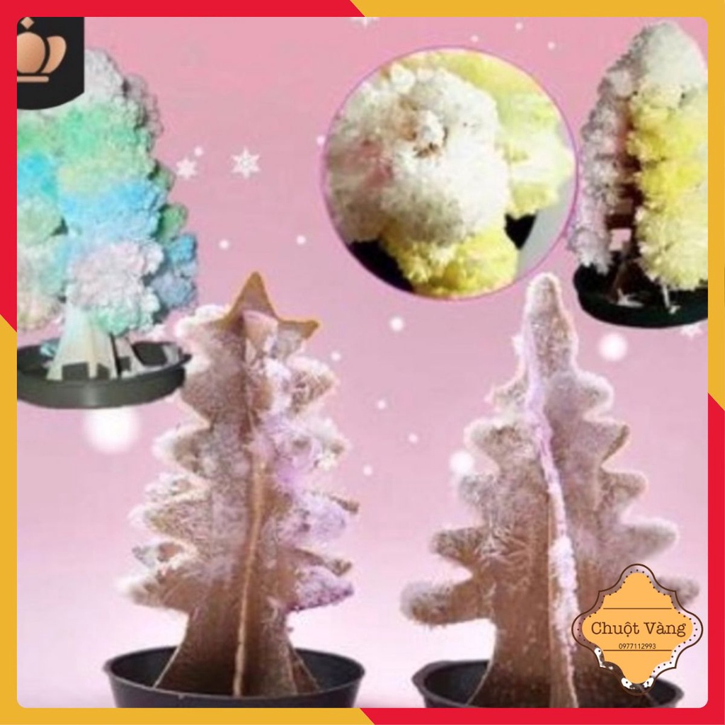 Cây thông noel bằng giấy tự nở hoa