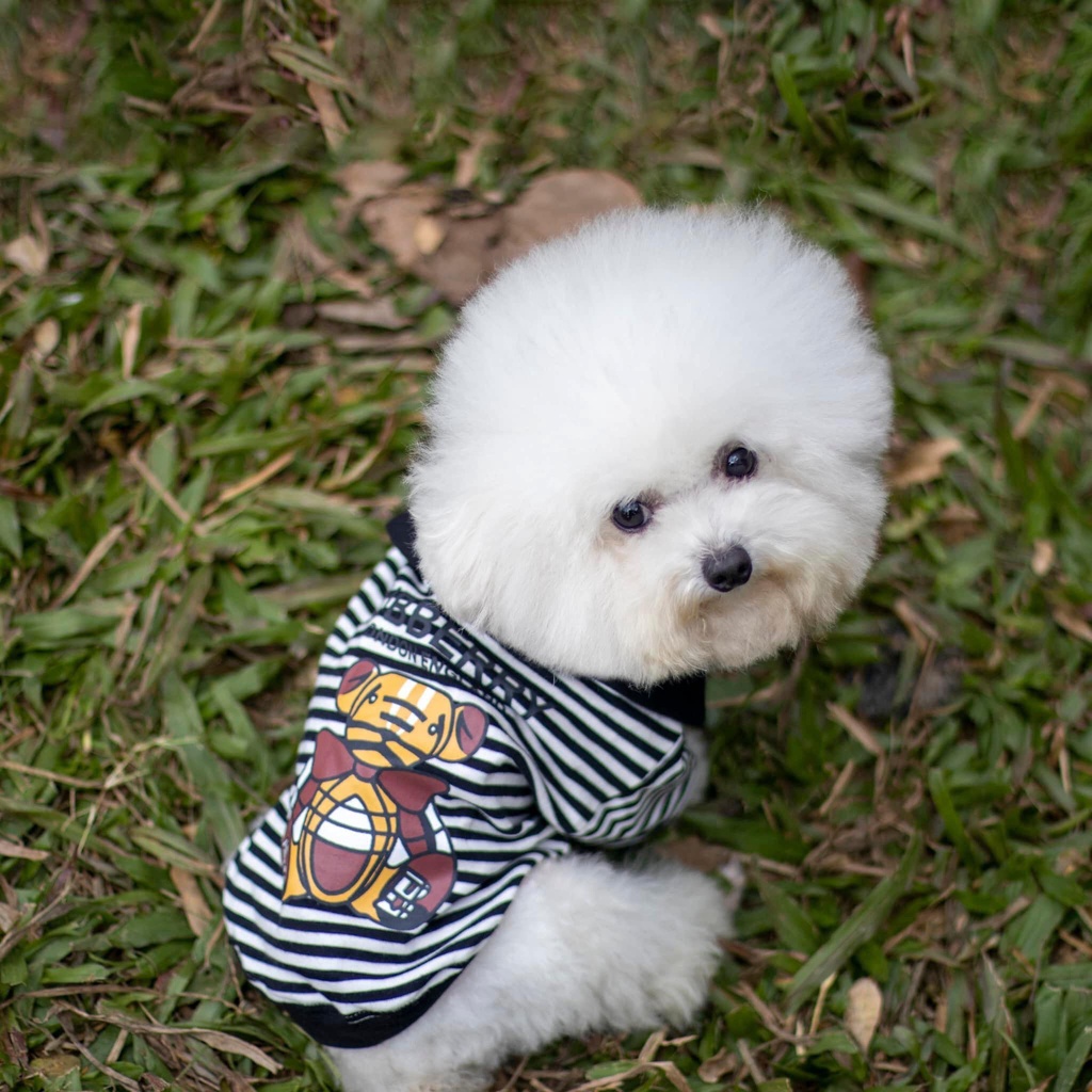Aó cotton cổ bẻ dành cho thú cưng giảm giá khi mua 6 cái chỉ còn 200k/6 cái