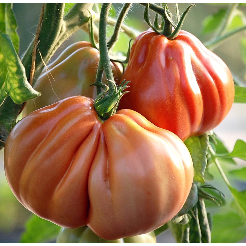 HẠT GIỐNG CÀ CHUA MÚI LÊ MONATO F1