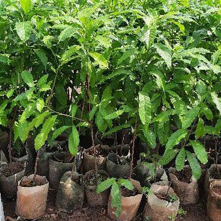 cây vú sữa hoàng kim (vú sữa vàng) trưởng thành.