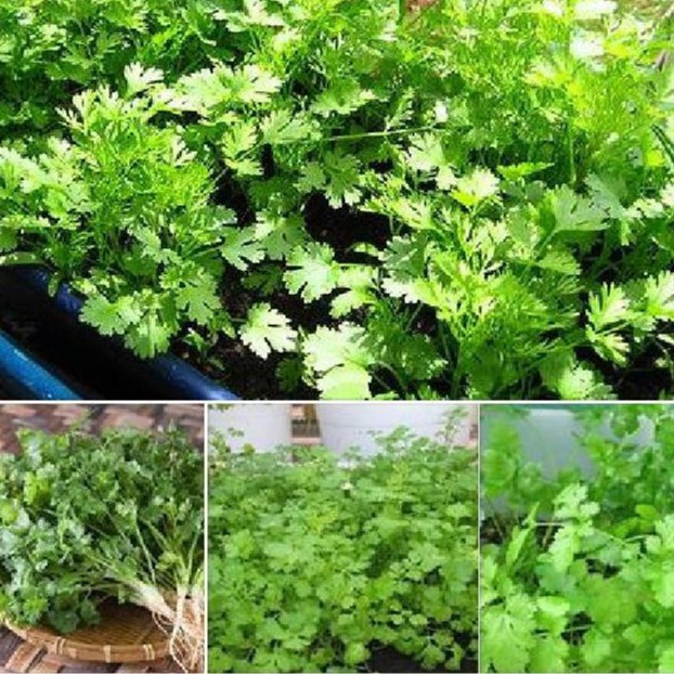 Hạt giống Ngò Rí  dễ trồng, kháng bệnh tốt  - Hạt giống CANH NÔNG NHẬP KHẨU