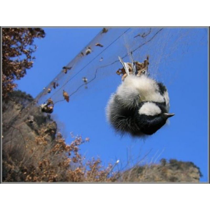 i20m Lưới bẫy cu, cò dài 20m lưới 8 phân cao 6 mét 5 dây 4 túi, đã làm hoàn thiện về chỉ việc sử dụng màu tàng hình