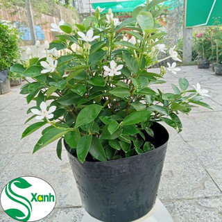 Mai Chỉ Thiên - Cây Cảnh Có Hoa