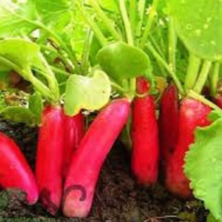 Hạt giống củ cải dài đỏ - Gói 20gram